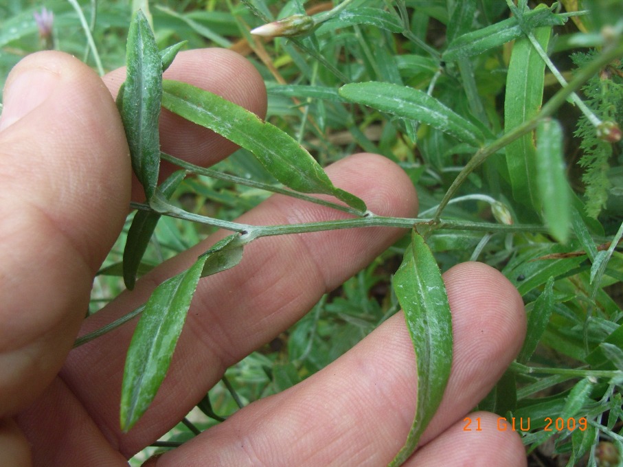 Xeranthemum cylindraceum / Perpetuini piccoli